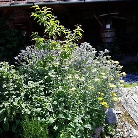 Gartenblick Apartment *